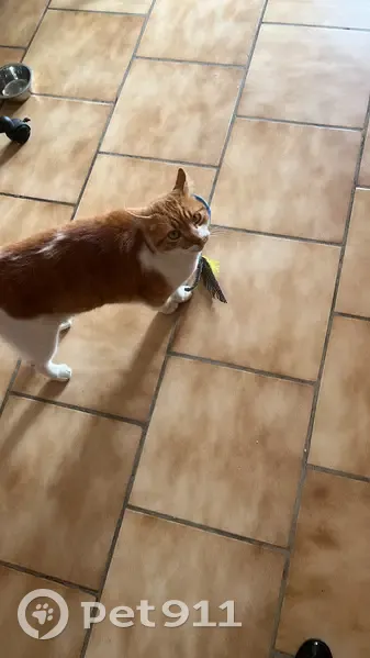 Chat roux perdu trouvé à Pujaut - photo