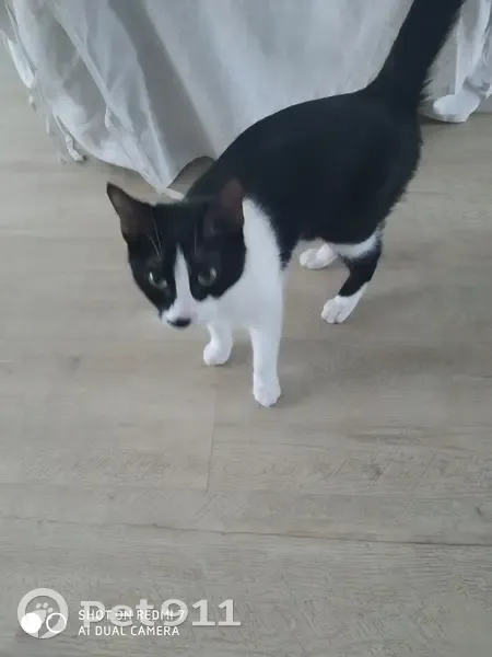 Chaton sociable trouvé à Rezé - photo