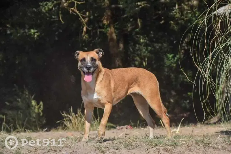 Chienne Boxer Égarée à Ahetze - photo