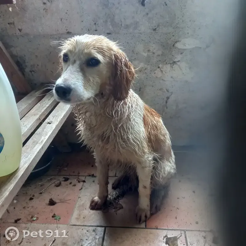 Chiot croisé trouvé à Cassignas - photo