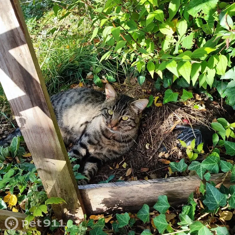 Chat tigré perdu à Saint-Germain - photo
