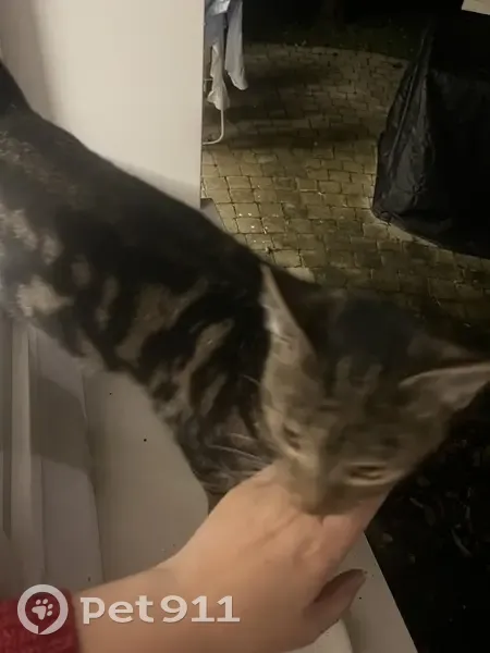 Chat perdu à Brétigny-sur-Orge - photo