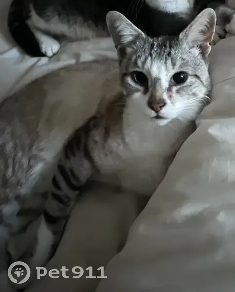 Chat gris tigré perdu à Drancy - photo