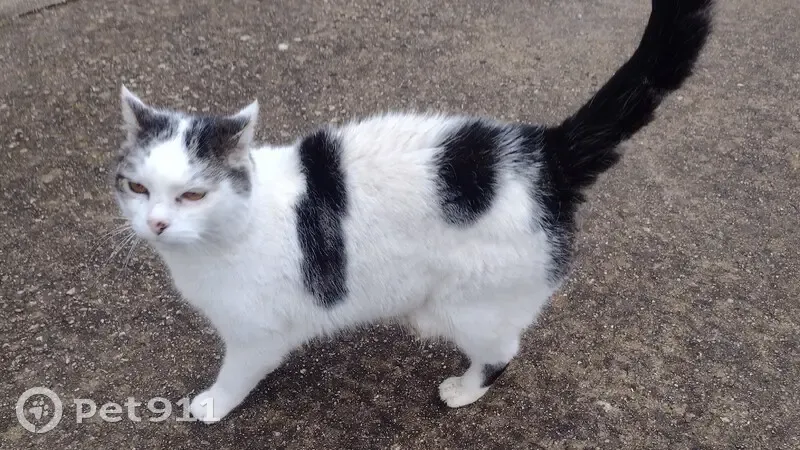 Chat affamé trouvé à Angervilliers - photo