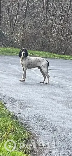 Chien perdu à Argagnon - photo