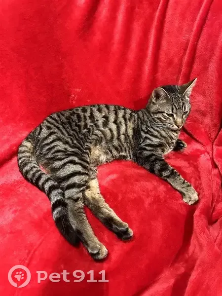 Chat Ben's gris perdu - Aidez-nous! - photo