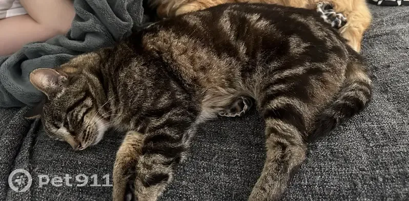 Chat maigre perdu, Rue des Combes - photo