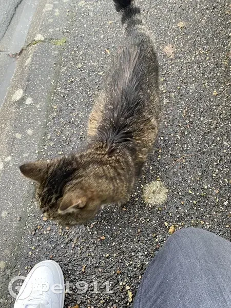 Chat européen perdu à Saint-Ay - photo