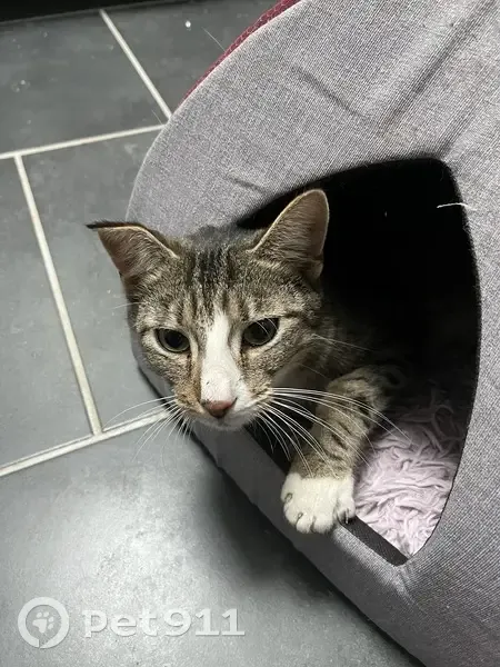 Chat perdu à Fontenoy retrouvé - photo