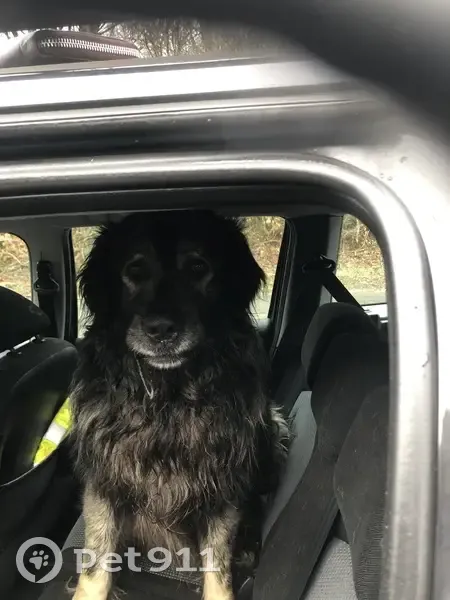 Chien noir poilu trouvé à Allondans - photo