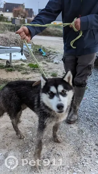 Husky mâle perdu à Assérac - photo