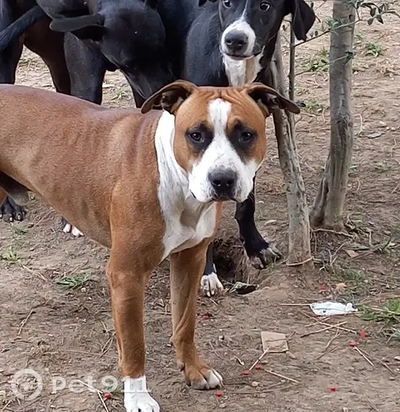 Chien Kayzer perdu à Berre-l'Étang - photo