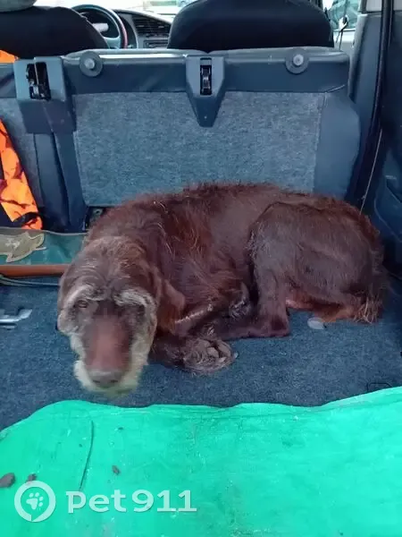 Chien fauve trouvé à Juillac-le-Coq - photo