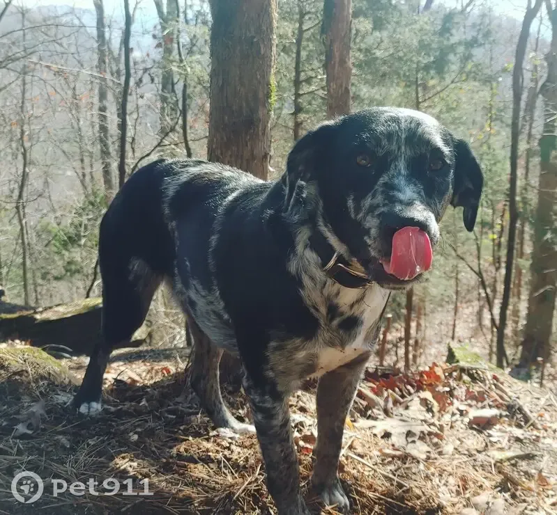 Lost Catahoula: Black/Gray/White - Help Find Her! - photo