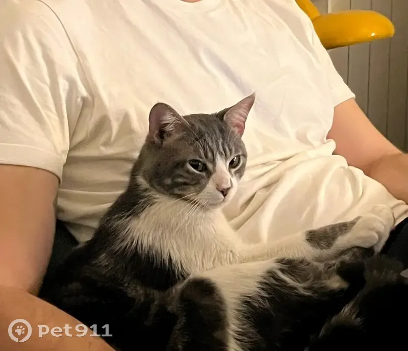 Chaton trouvé à Château Rouge - photo