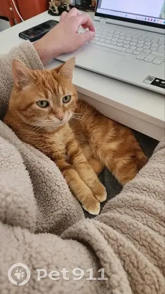 Macaron, chat roux perdu à Tourcoing - photo