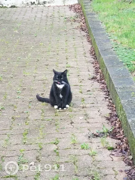 Chat noir et blanc retrouvé à Coismo - photo
