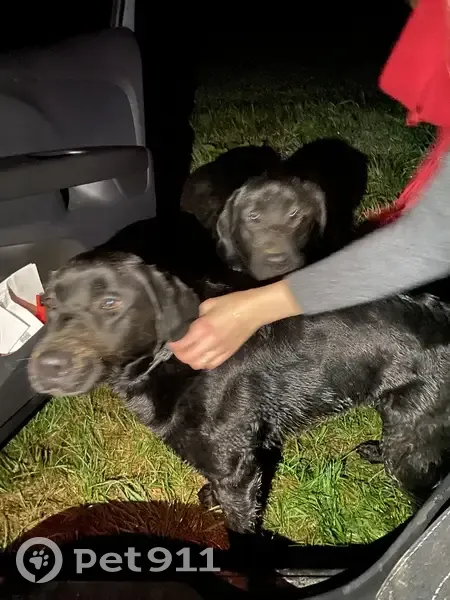 Labradors perdus sur la D1 - photo