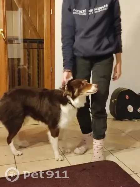 Chien border collie trouvé - photo