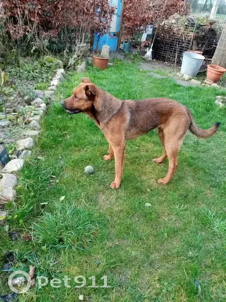 Chien mâle roux trouvé à Lallaing - photo