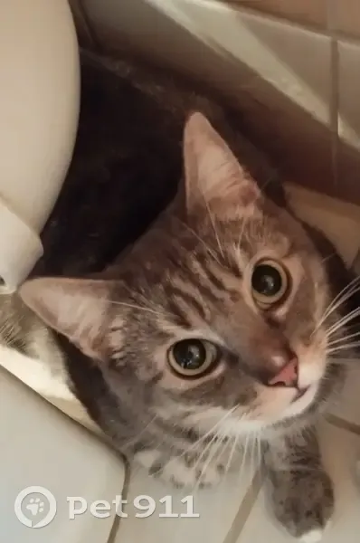 Chat gris-blanc perdu à Jazennes - photo