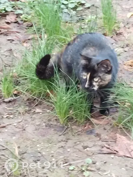 Chat sociable trouvé à Échirolles - photo
