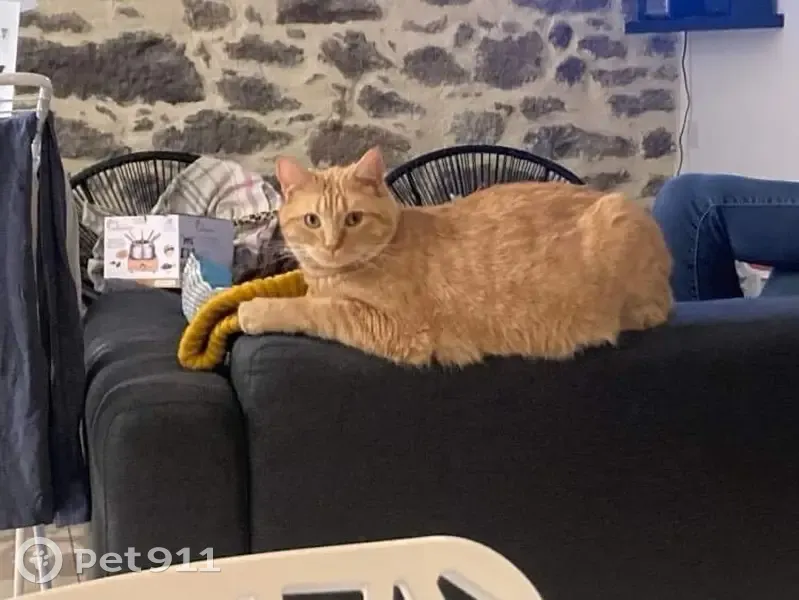 Chat roux Mike perdu à Pleudihen - photo