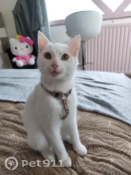 Chat blanc tacheté trouvé à Cancale - photo