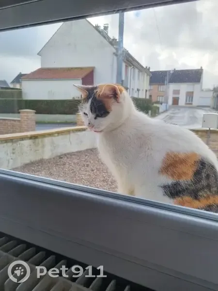 Chat tricolore perdu à Desvres - photo