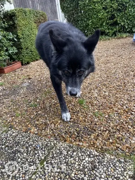 Sai, chien âgé retrouvé à Oissel - photo
