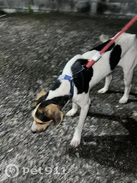 Chien mâle NOODY trouvé à St-André - photo