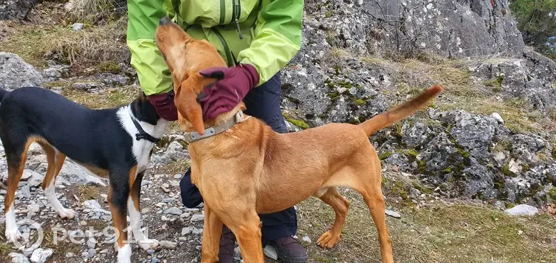 Chien roux trouvé à Saint-Crépin - photo