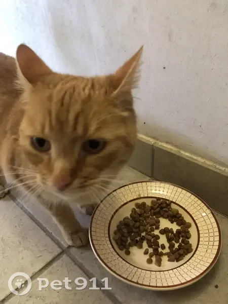 Chat roux tigré trouvé à Vendôme - photo