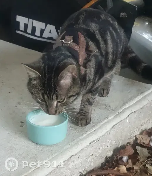 Chat mâle au harnais trouvé à Saint-Thual - photo