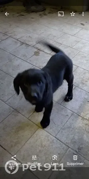 Chiot Vénus perdu à Pirmil - photo