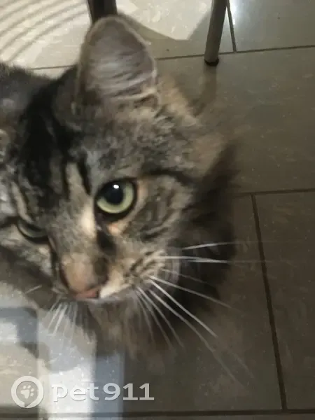 Chatte tigrée perdue - Feldbach - photo