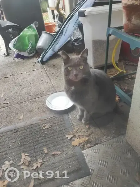 Chat gris dodu trouvé, Strasbourg - photo
