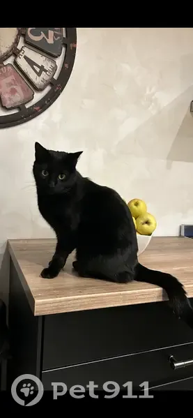 Chat noir perdu à Thyez - photo