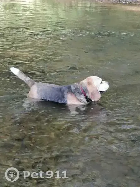 Haiku, Beagle perdu à Guyancourt - photo