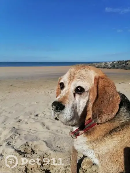 Haiku Beagle Perdu, 10 ans, Collier Jaune - photo