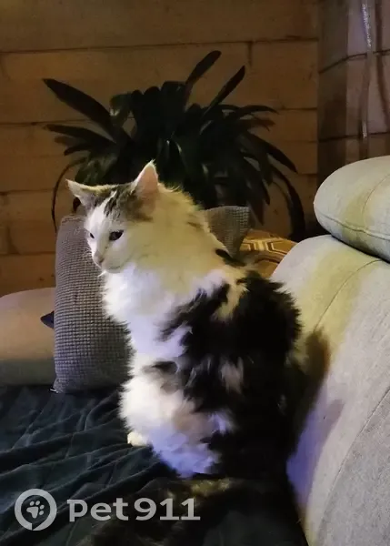 Chat perdu à Jourgnac samedi - photo