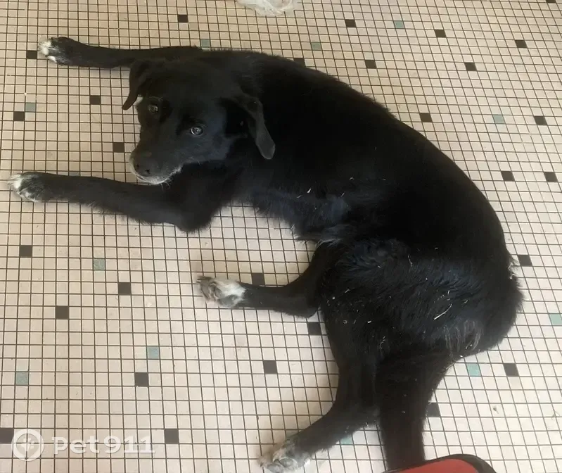Chien croisé disparu en Auvergne - photo