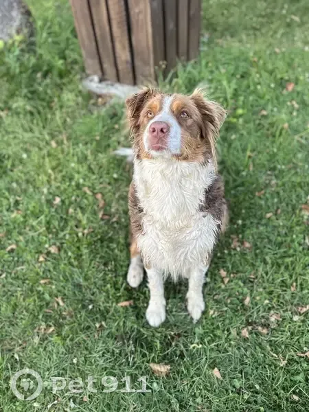 Chien Berger australien perdu - photo