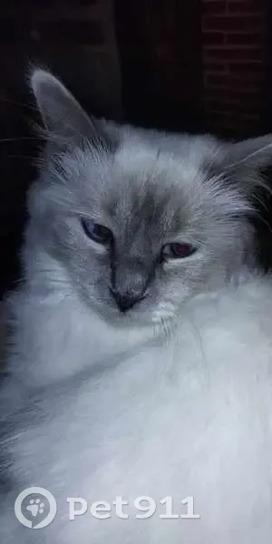 Chat gris-blanc perdu: Thalès - photo