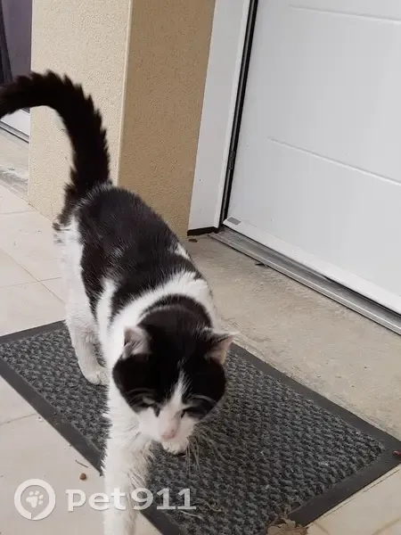 Chatte noire et blanche retrouvée - photo