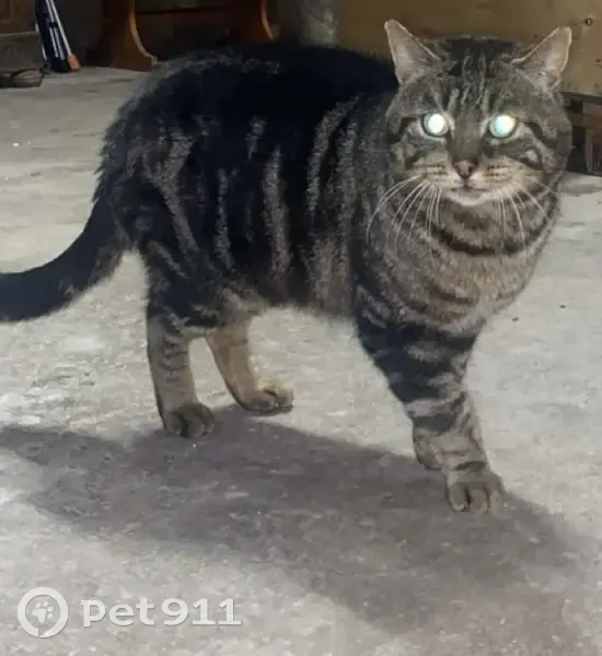 Chat tigré malade trouvé à Bellevigne - photo