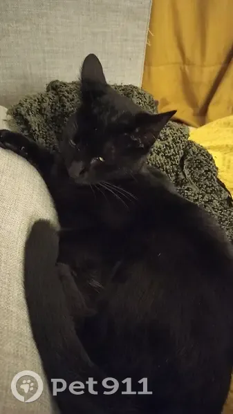Chatte noire perdue à Agen - photo