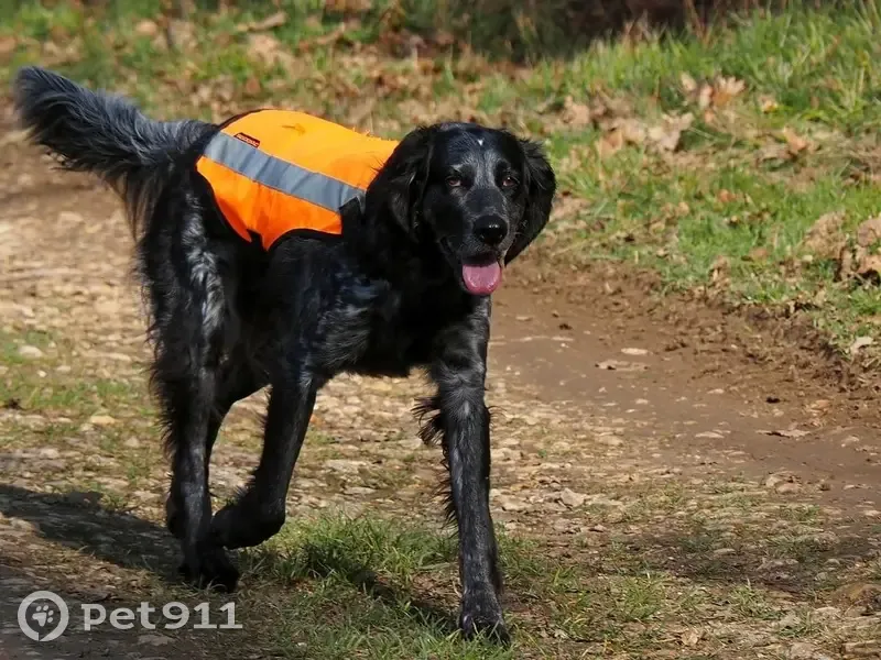Disparition de Vénus et Pilou - photo