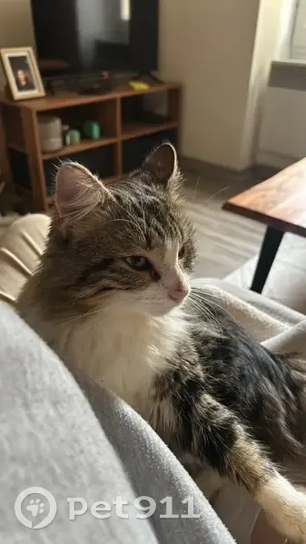 Chat maigre trouvé à Caudrot - photo