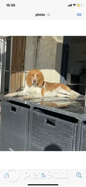 Beagle croisée perdue à Tarascon - photo